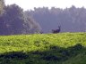 Quelques visiteurs dans le verger