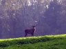 Quelques visiteurs dans le verger